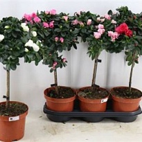 Азалия Микс стем d19 h55 3шт