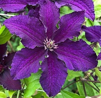 Клематис (Clematis) Распутин 3л h80-100 1шт