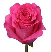Роза Naranjo Roses Mix Hot Pink дл.60 25шт