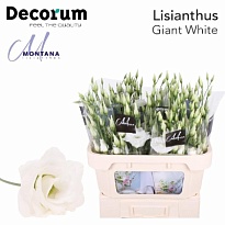 Эустома Arena Giant White 10шт