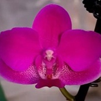 Орхидея Фален. Пурпур 2 ст d12 h50 10шт