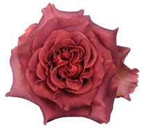 Роза Ecoroses Razzmatazz дл.50 25шт