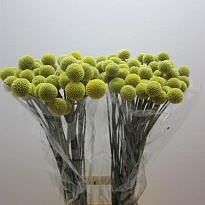 Краспедия Yellow 10шт