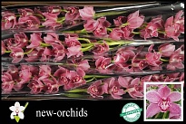 Орхидея Cymbidium Red Season's End Red Rock*6 дл.80 1шт