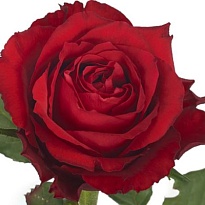 Роза Helero Born Free дл.50 25шт