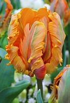 Тюльпан Irene Parrot 50шт