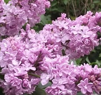 Сирень Антуан де Сент Экзюпери 3л (П) 1шт