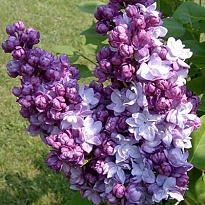 Сирень Адмирал Кузнецов 3л (П) 1шт