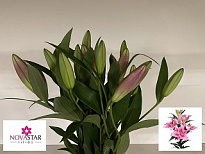 Лилия or. Dorcey 2+ дл.70 10шт