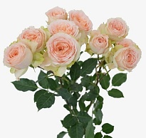 Роза куст. Flora Ola Julietta дл.60 10шт