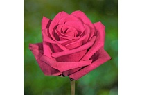 Роза Alexa Hot Explorer дл.50 25шт