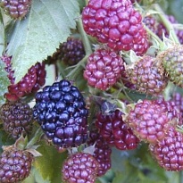 Ежевика (Rubus) кустистая Торнфри d9 h20-30 18шт