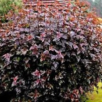 Пузыреплодник (Physocarpus) калинолист. Ред Барон 2л h40-50 1шт