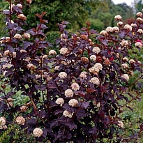 Пузыреплодник (Physocarpus) калинолист. Шух d9 h20-30 18шт