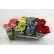 Гортензия Макр. микс d10 h25 8шт
