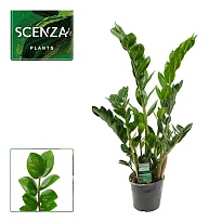 Замиокулькас Лима d12 h55 10шт