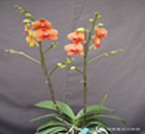 Орхидея Фален. Кинкан 1ст d12 h50 10шт