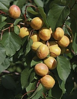 Абрикос Монастырский/С 1шт