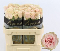 Роза Pink Mondial дл.70 10шт