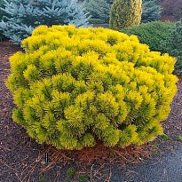 Сосна (Pinus) горная Винтер Голд 5л h30 1шт