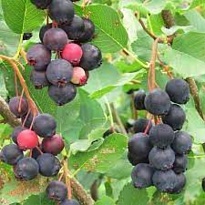 Ирга ольхолистная Смоки/Цв.Кор