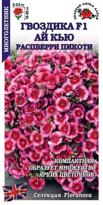Гвоздика Ай Кью Распберри Пикоти 5шт /ЗС