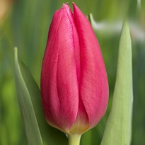 Тюльпан Иванка 10шт