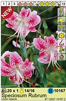 Лилия Специозум Рубрум ЛО-гибр. 14/16 1шт*