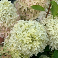 Гортензия (Hydrangea) метельчатая Мэджикал Лайм Спаркл d9 1шт
