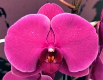 Орхидея Фален. Карусель 2ст d12 h70-80 10шт