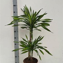 Драцена Рики 2Д d21 h70 1шт