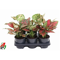 Аглаонема Ред Валентин d12 h30 4шт