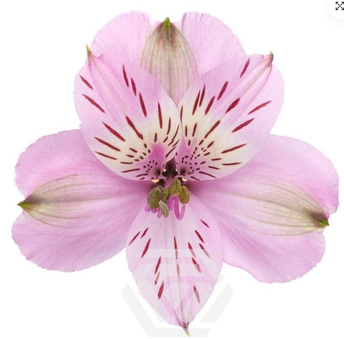 Альстромерия Tessa Mila дл.60 10шт