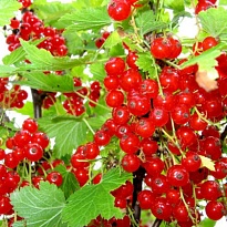 Смородина Красная Красный крест (ОКС) 1шт