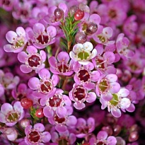 Хамелациум (Waxfl) Painted Lady 5шт