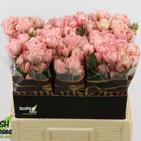 Роза кустовая Julietta дл.60 5шт