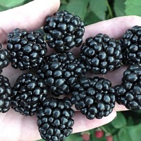 Ежевика Куачита/Цв.Кор