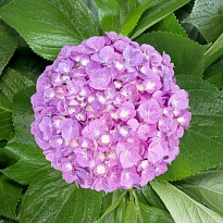 Гортензия Lolita Lilac дл.PREMIUM 1шт