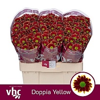 Хризантема сантини Doppia Yellow 25шт