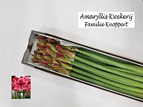 Гипеаструм Gervase 1шт