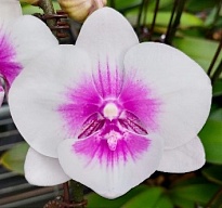 Орхидея Фален. Феникс 2ст d10 h50-60 10шт