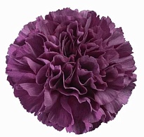 Гвоздика Одноголовая Cobalt Thrill (К) дл.65 20шт