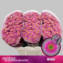 Хризантема Сантини Wicked 25шт