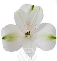 Альстромерия Tessa Concorde дл.60 10шт