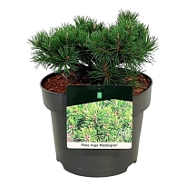 Сосна (Pinus) горная Карстенс Винтерголд d23 h35 1шт