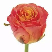 Роза Кларенс одноголовая (МЦ) дл.70 20шт/уп