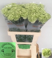 Гвоздика green Shot 20шт