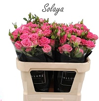 Роза кустовая Solaya дл.70 10шт