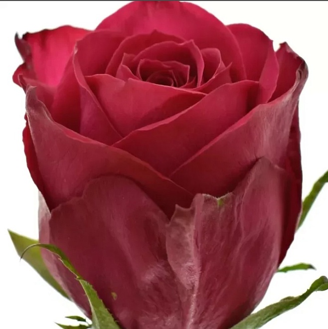 Роза Everflora Madam Cerise дл.50 10шт