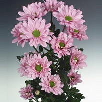 Хризантема кустовая Katinka 5шт